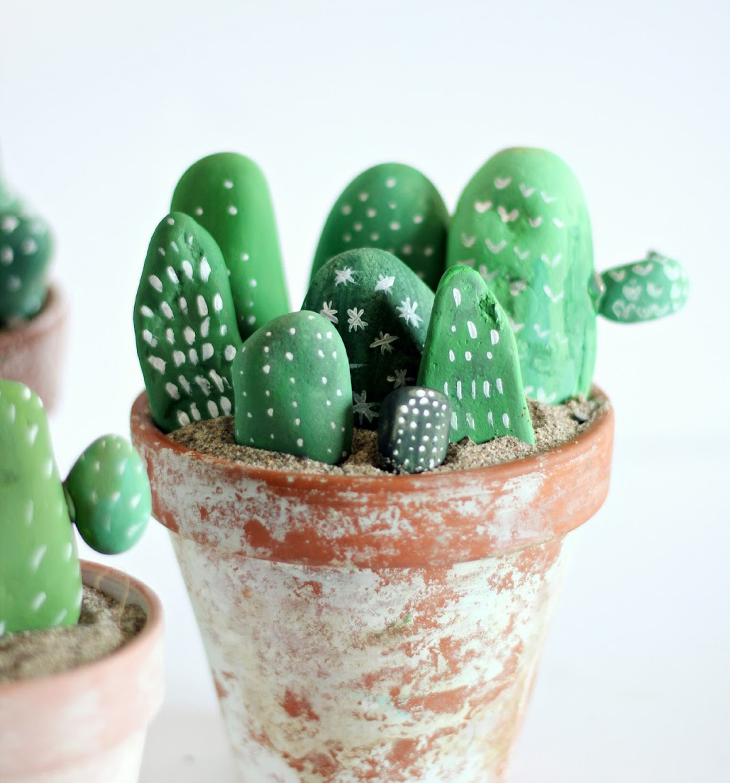 kaktuszok kavicsból